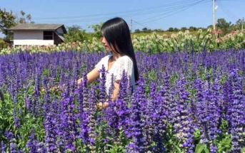 Lavender fields